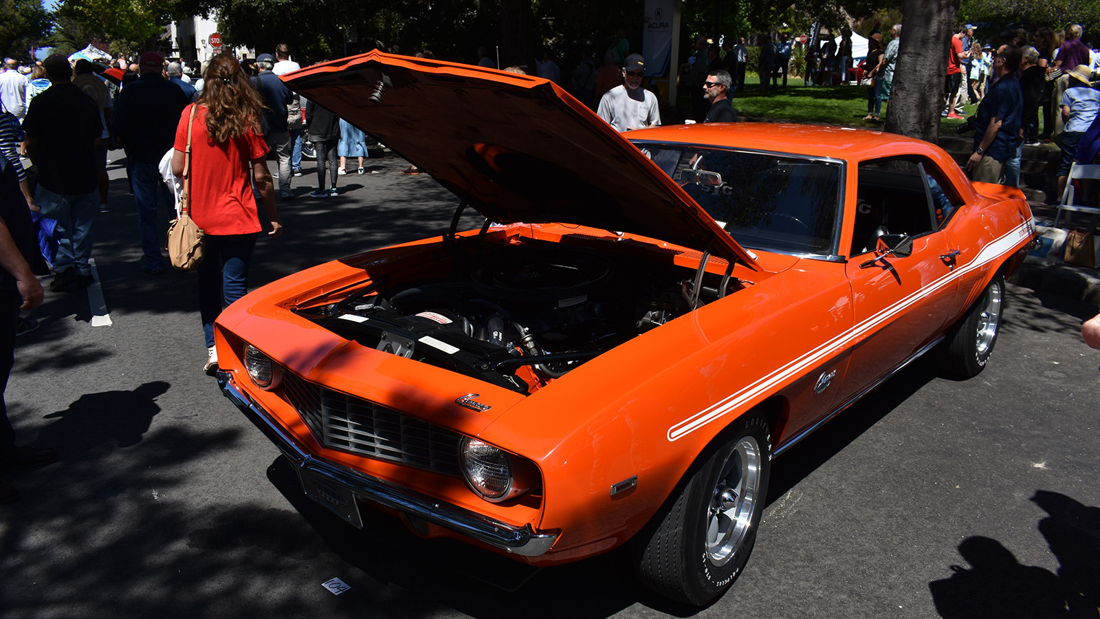 Rare bowtie takes a bow